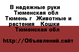 В надежные руки  - Тюменская обл., Тюмень г. Животные и растения » Кошки   . Тюменская обл.